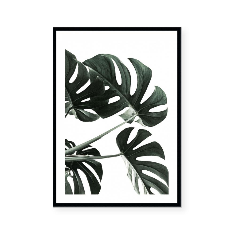 Great Monstera