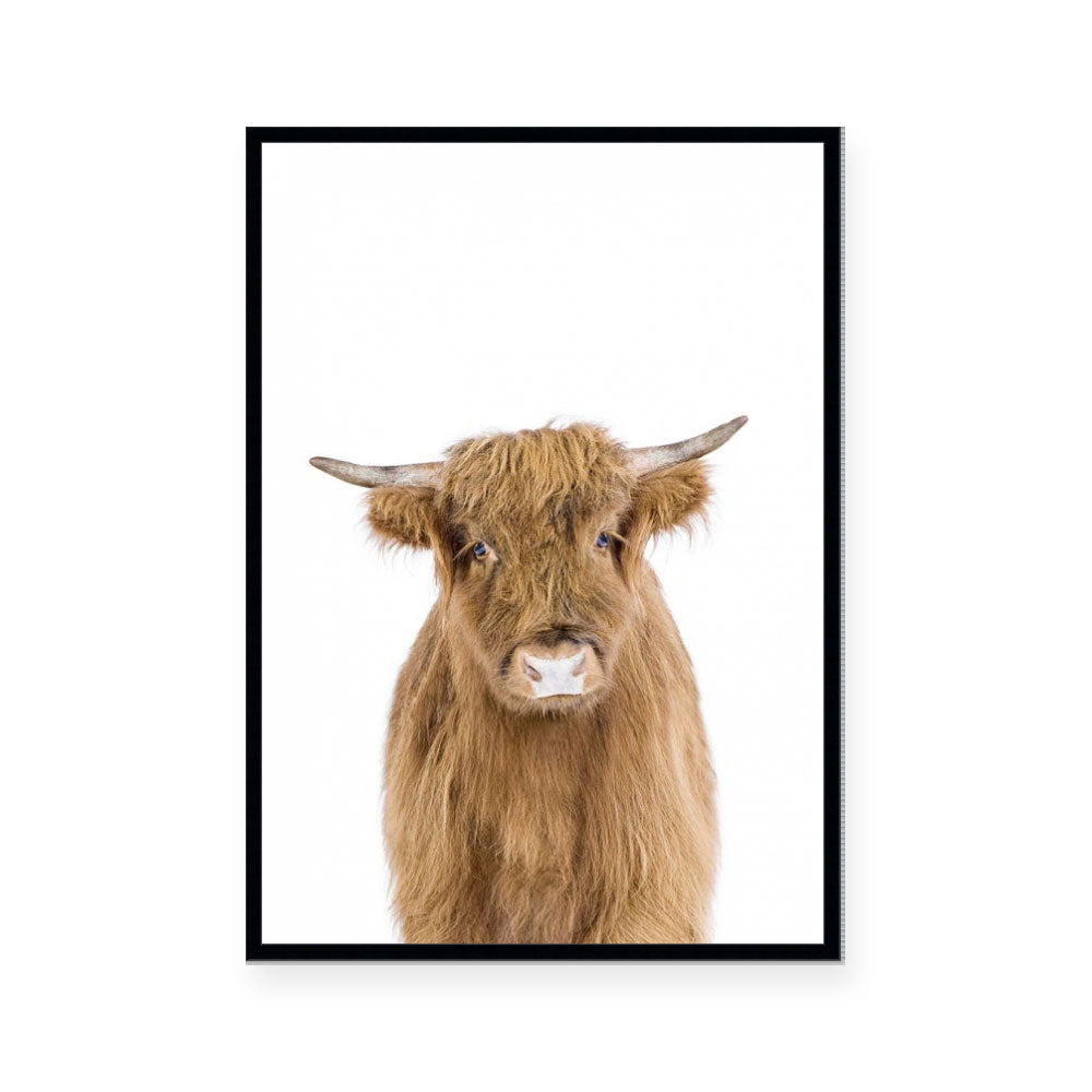 Hairy Highland