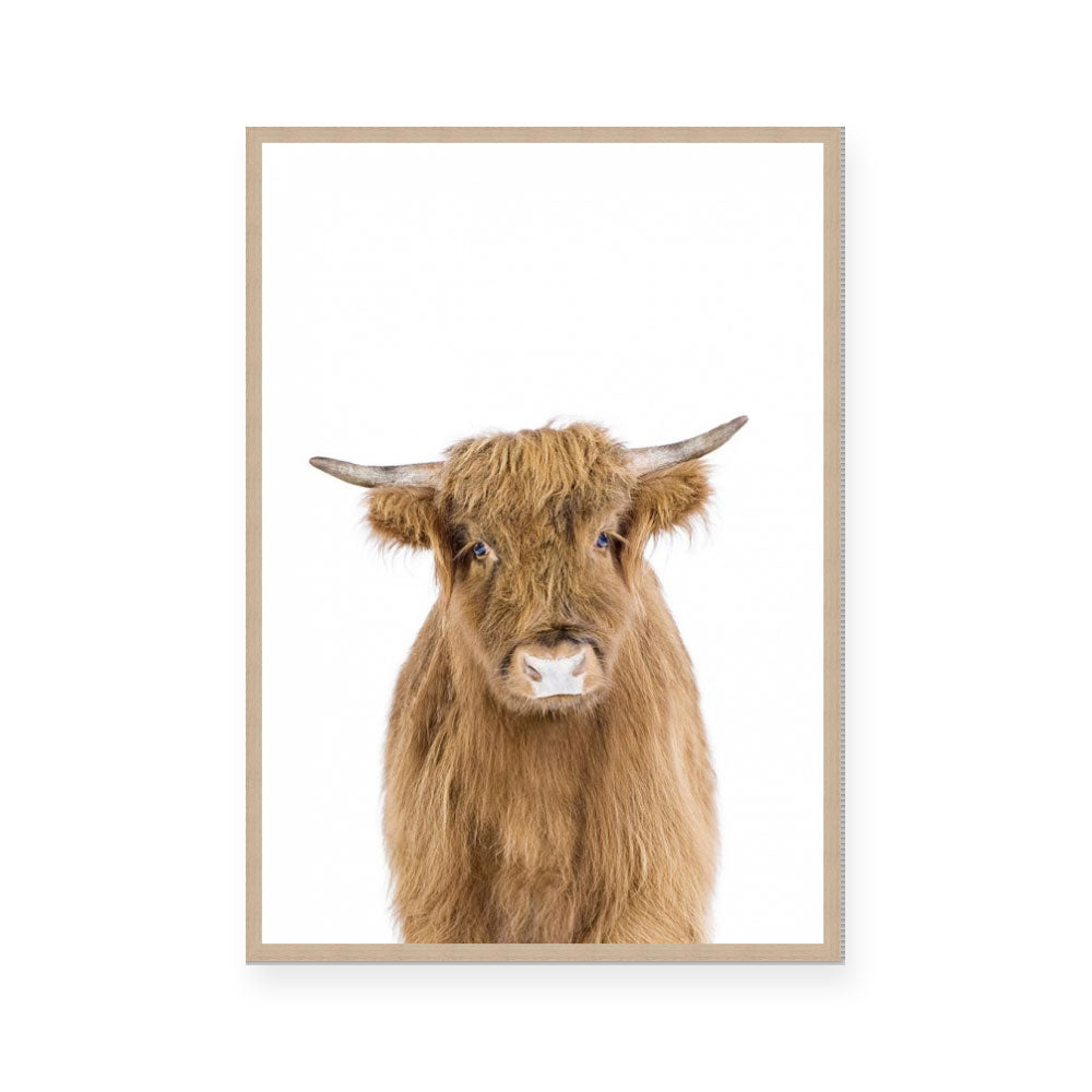 Hairy Highland