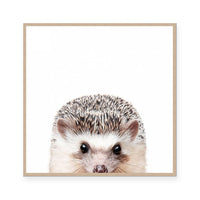 Hedgehog | Square