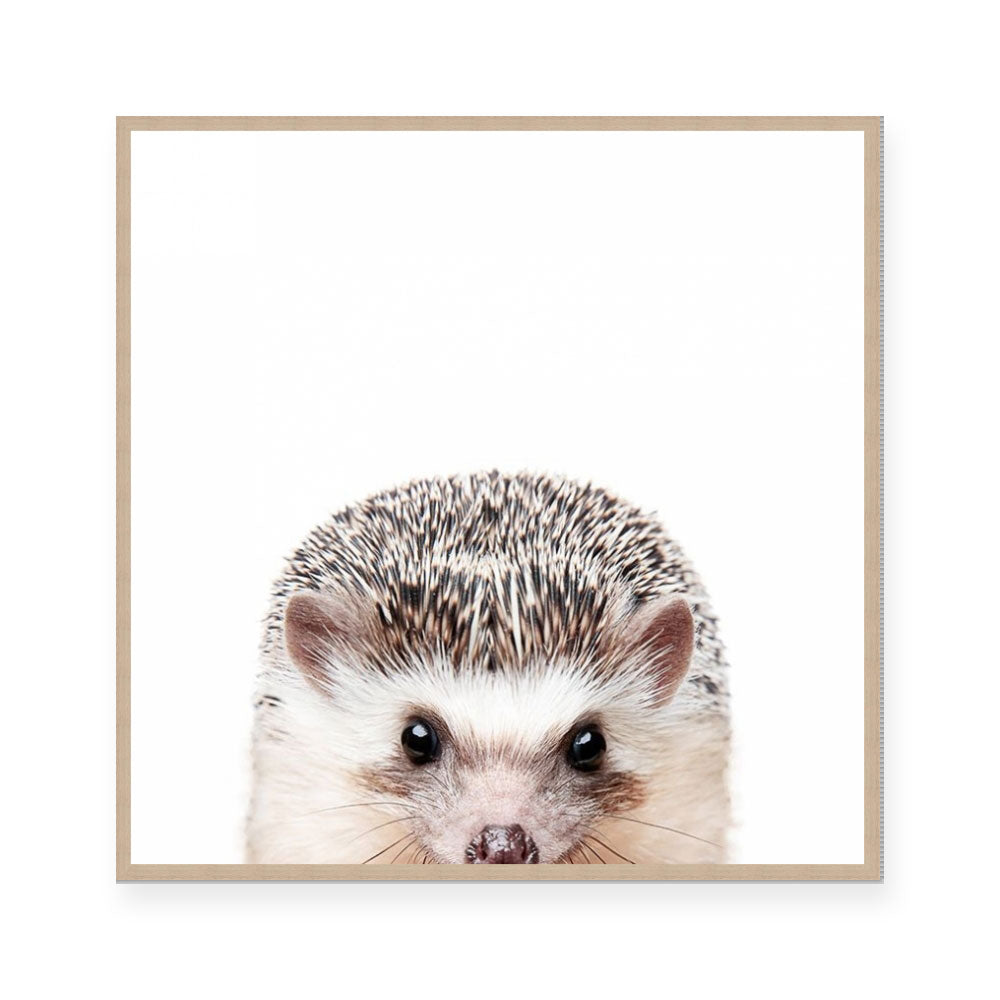 Hedgehog | Square