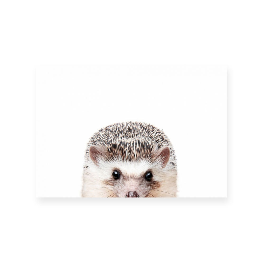 Hedgehog
