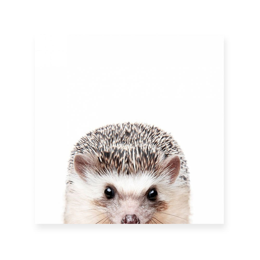 Hedgehog | Square