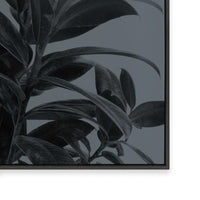Houseplants III