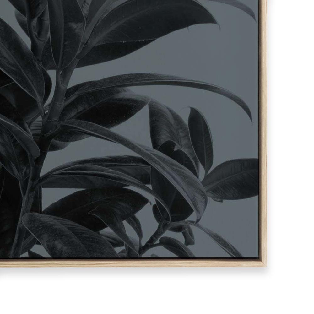 Houseplants III