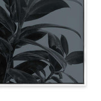 Houseplants III