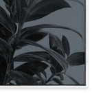 Houseplants III