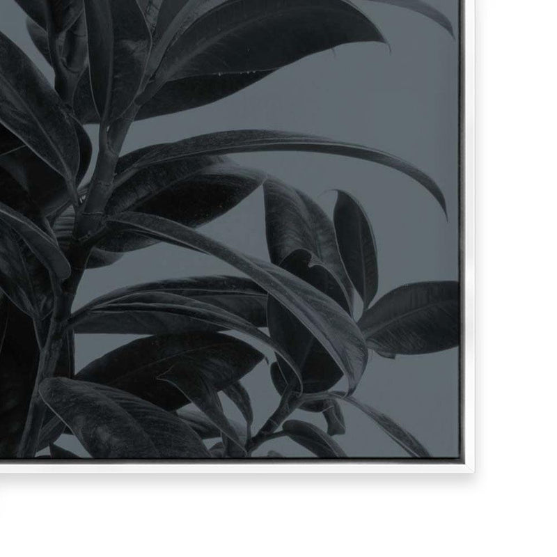 Houseplants III