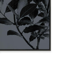 Houseplants II