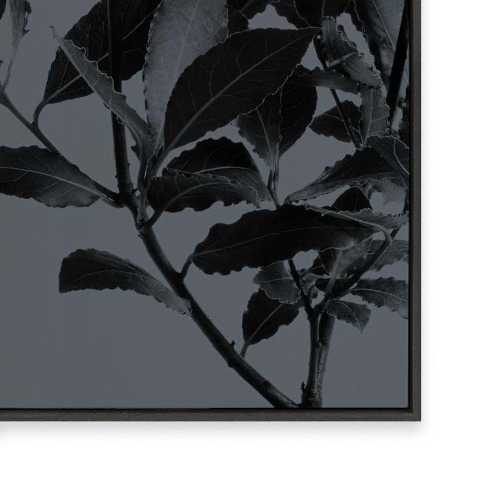 Houseplants II