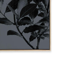 Houseplants II