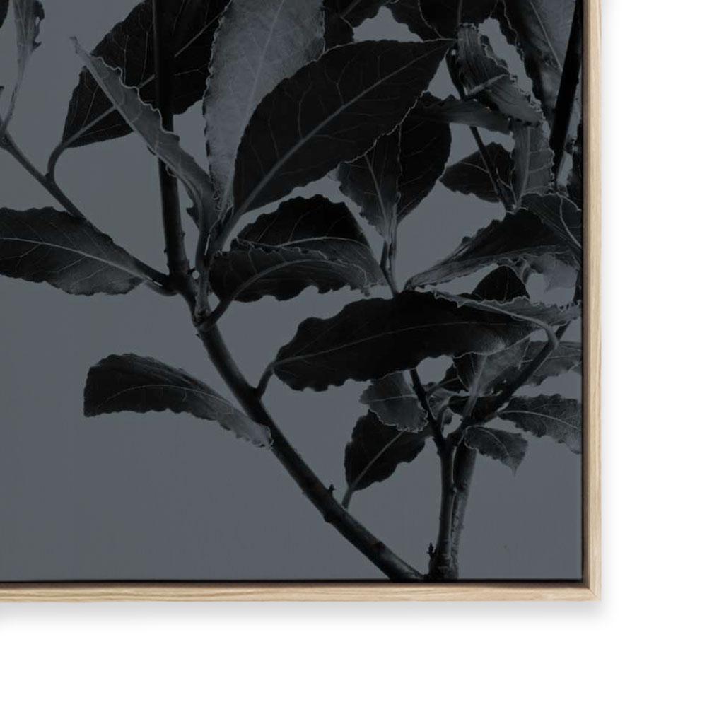 Houseplants II