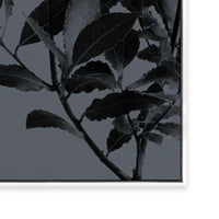 Houseplants II