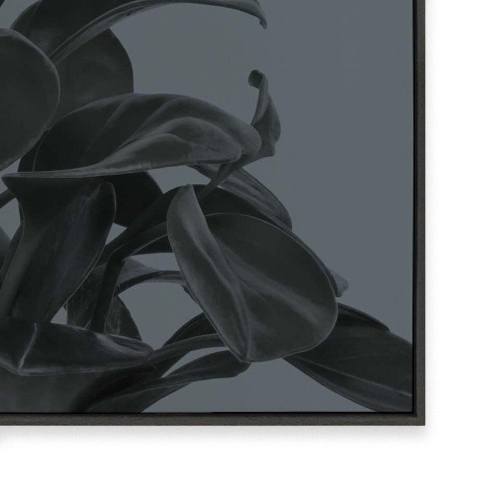 Houseplants I