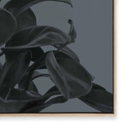 Houseplants I