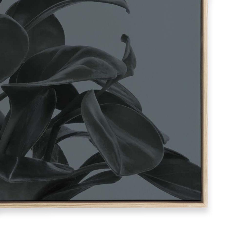 Houseplants I