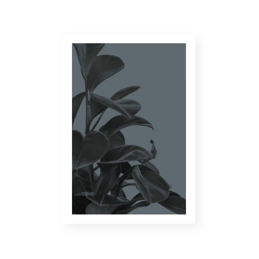 Houseplants I