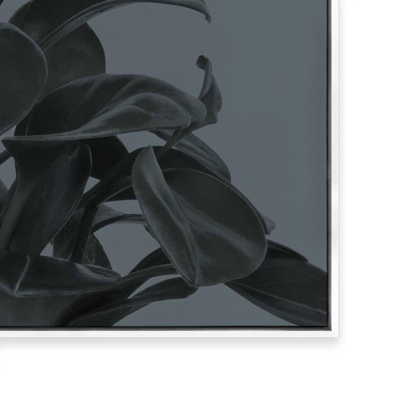 Houseplants I