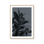 Houseplants III