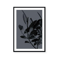 Houseplants II