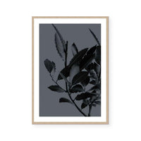 Houseplants II