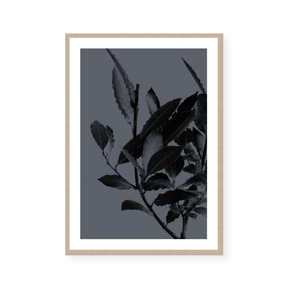 Houseplants II