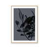Houseplants II