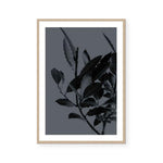 Houseplants II