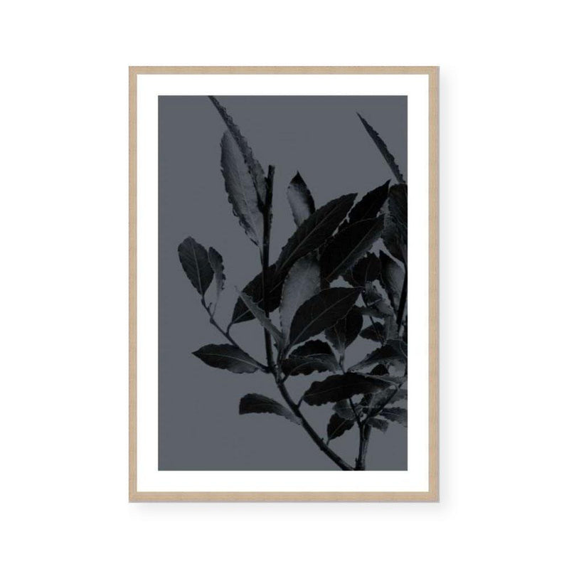 Houseplants II