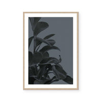 Houseplants I