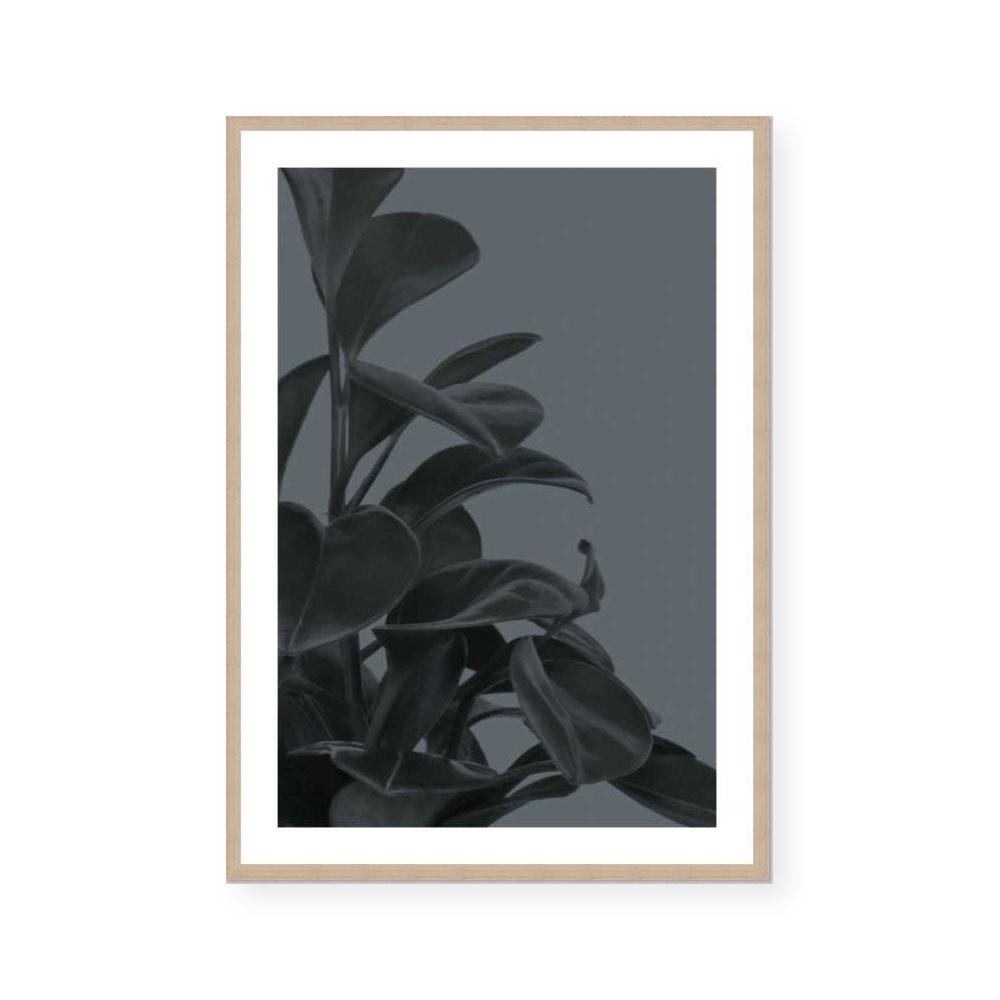Houseplants I