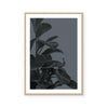 Houseplants I