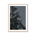 Houseplants I