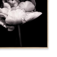 In Stark Contrast III