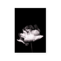 In Stark Contrast III