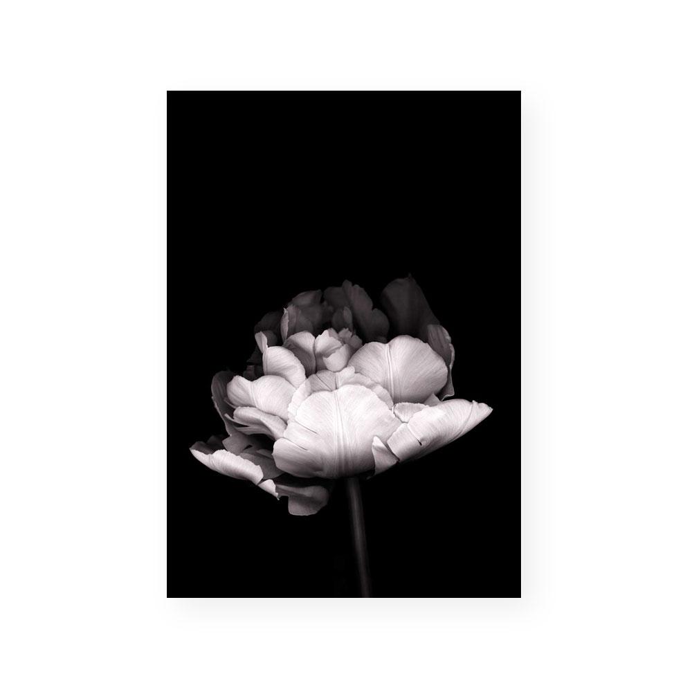 In Stark Contrast III