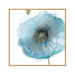 Iridescent Blue Poppy II