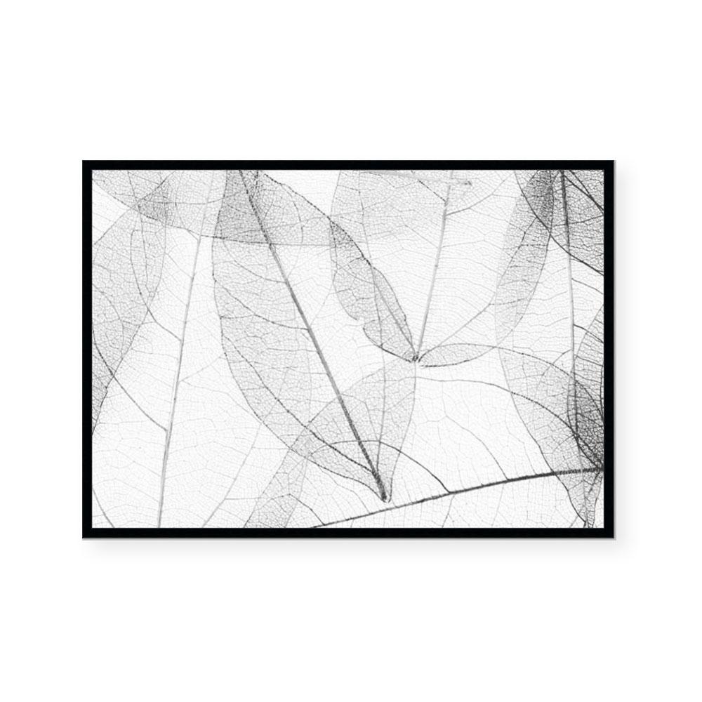 Lace I