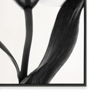 Lady Lilly III | Square