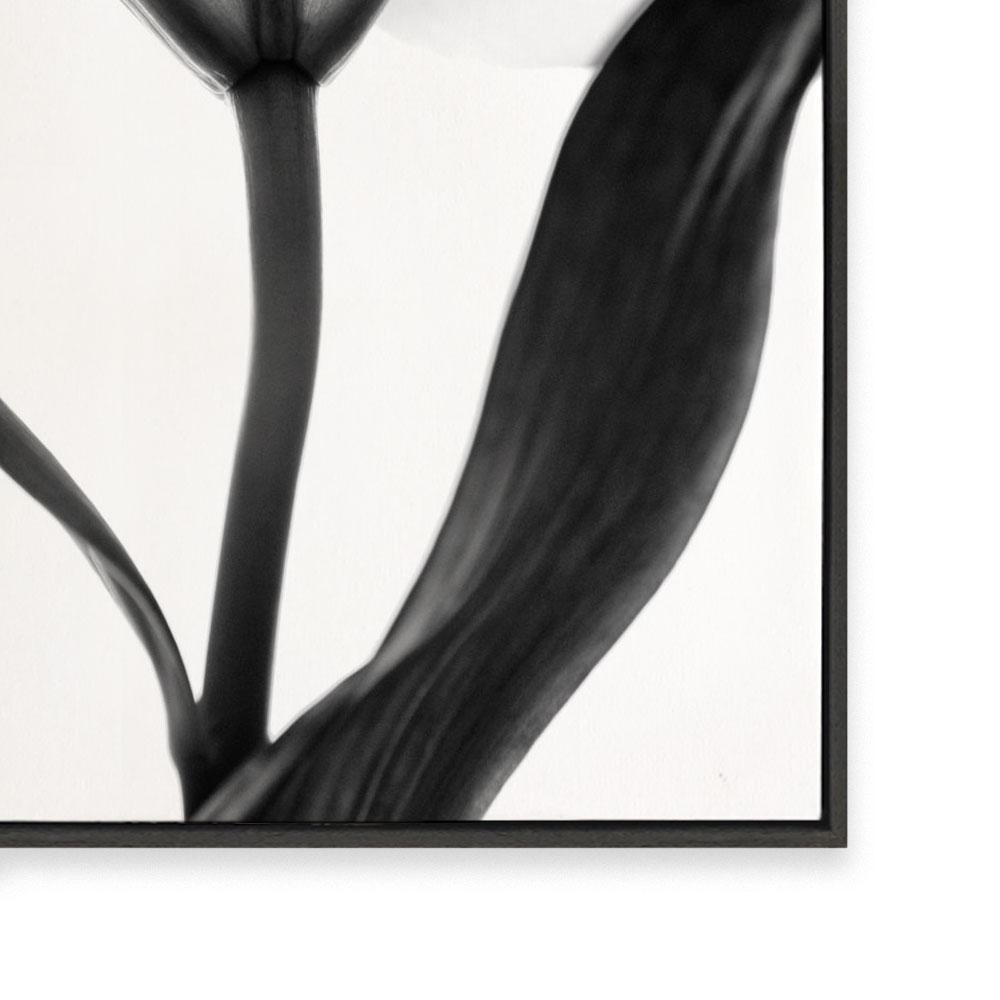 Lady Lilly III | Square