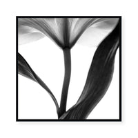 Lady Lilly III | Square