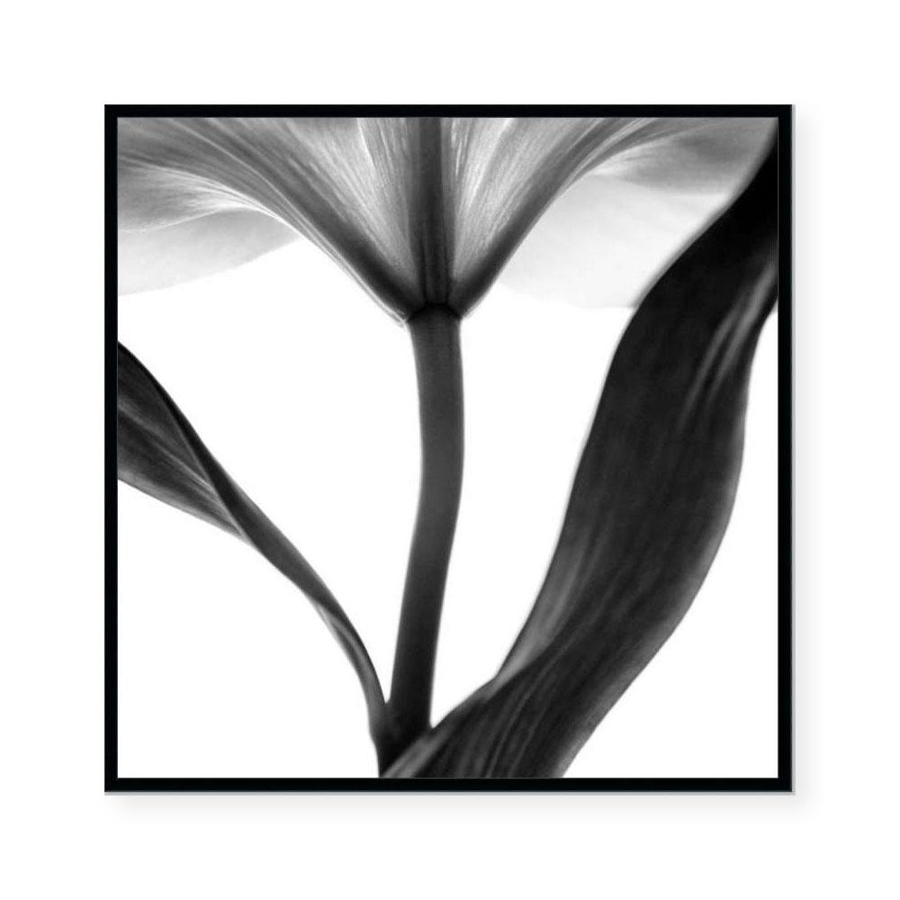 Lady Lilly III | Square