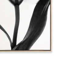 Lady Lilly III | Square