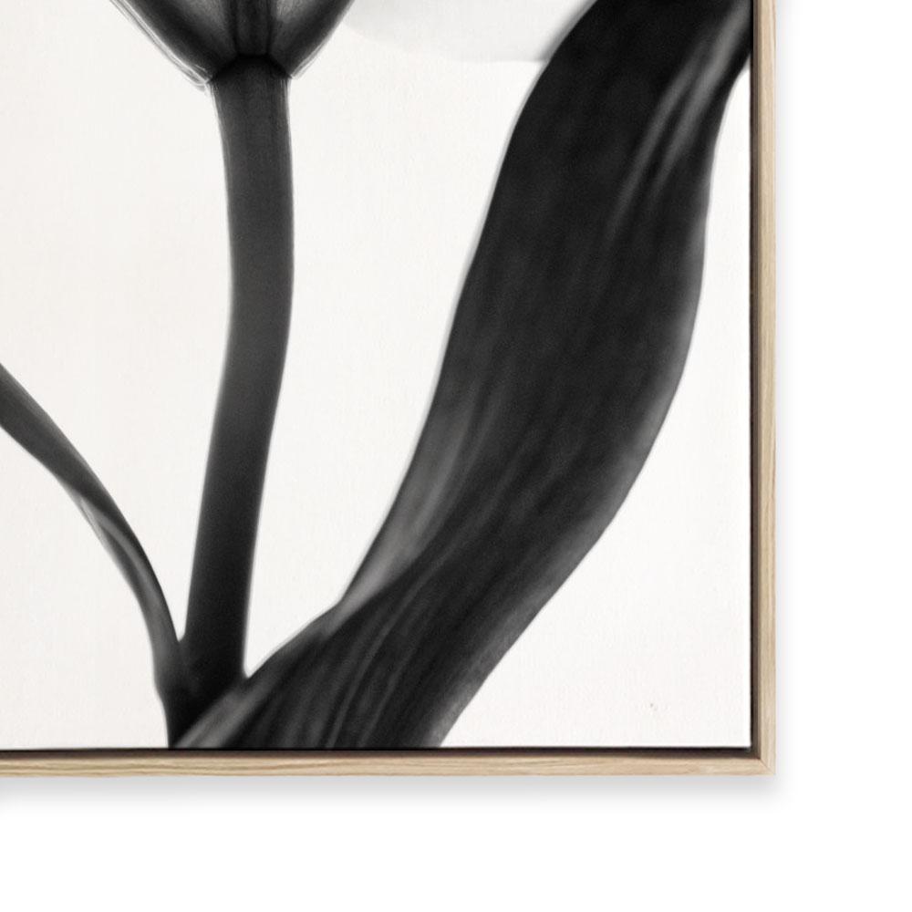 Lady Lilly III | Square