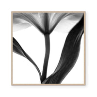 Lady Lilly III | Square