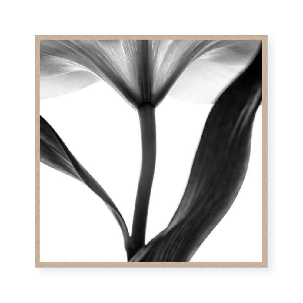 Lady Lilly III | Square