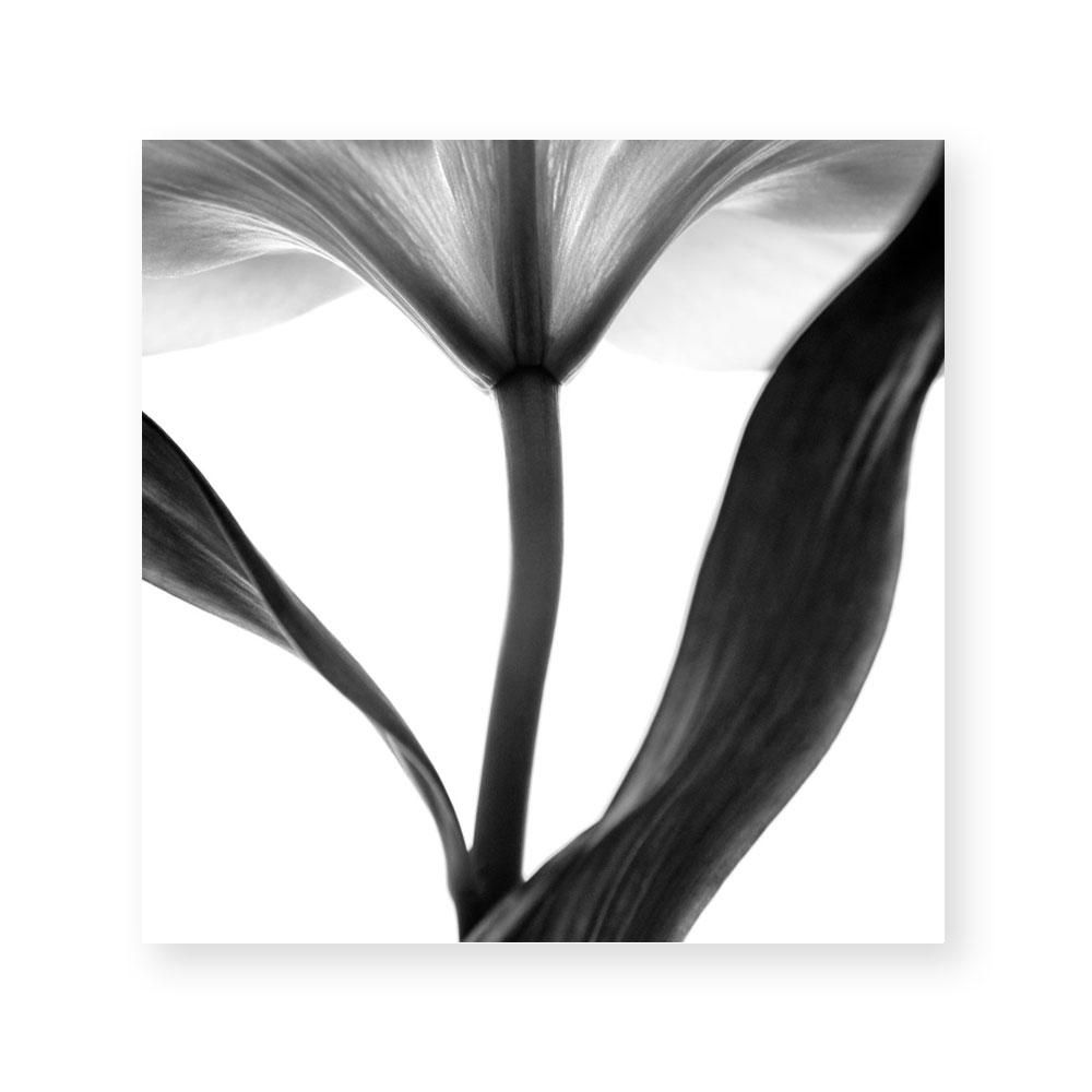 Lady Lilly III | Square