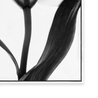 Lady Lilly III | Square