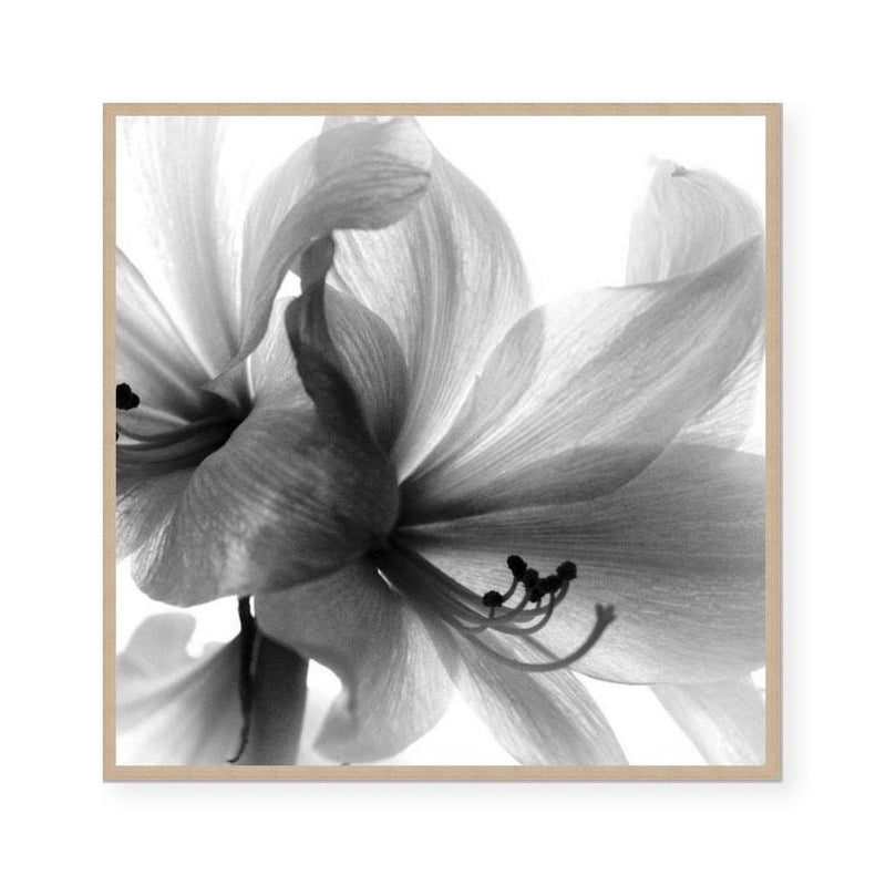 Lady Lilly I | Square