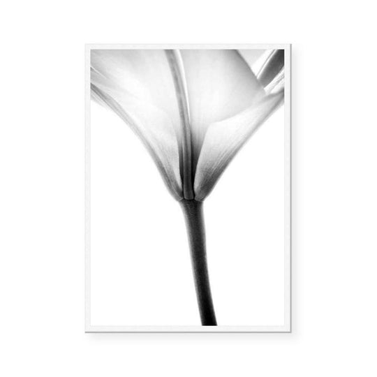 Lady Lilly Portrait II